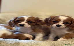 Cavalier King Charles Spaniel dogs for sale: Cavalier kcs health tested parents licensed  - Image 10