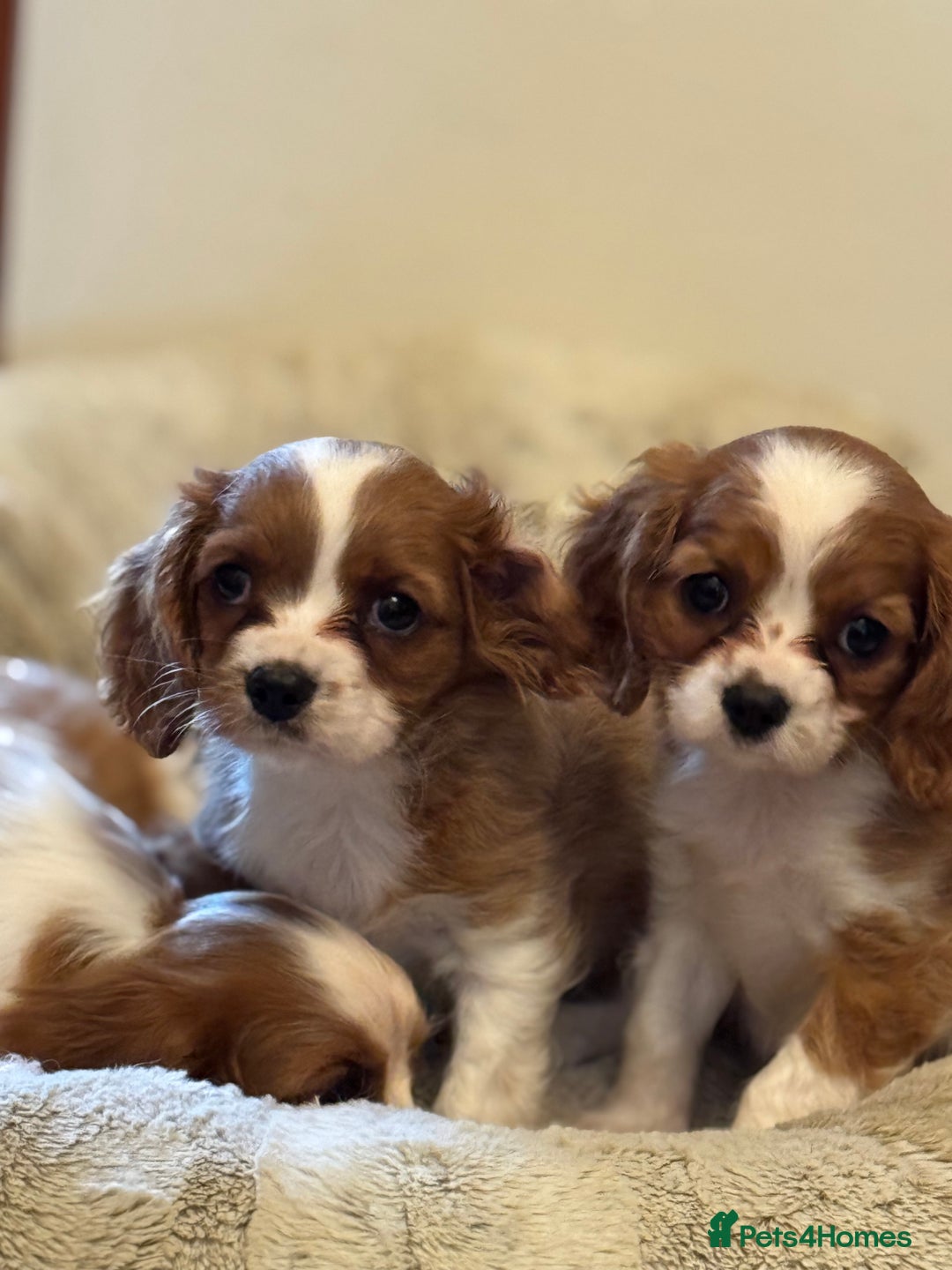 Cavalier King Charles Spaniel dogs for sale: Cavalier kcs health tested parents licensed  - Image 10