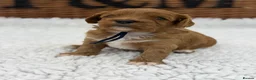 Cavapoo dogs for sale: F1 Health Tested Toy Cavapoos - Advert 13
