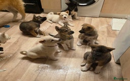 Akita dogs for sale: American akita x3  - Image 4