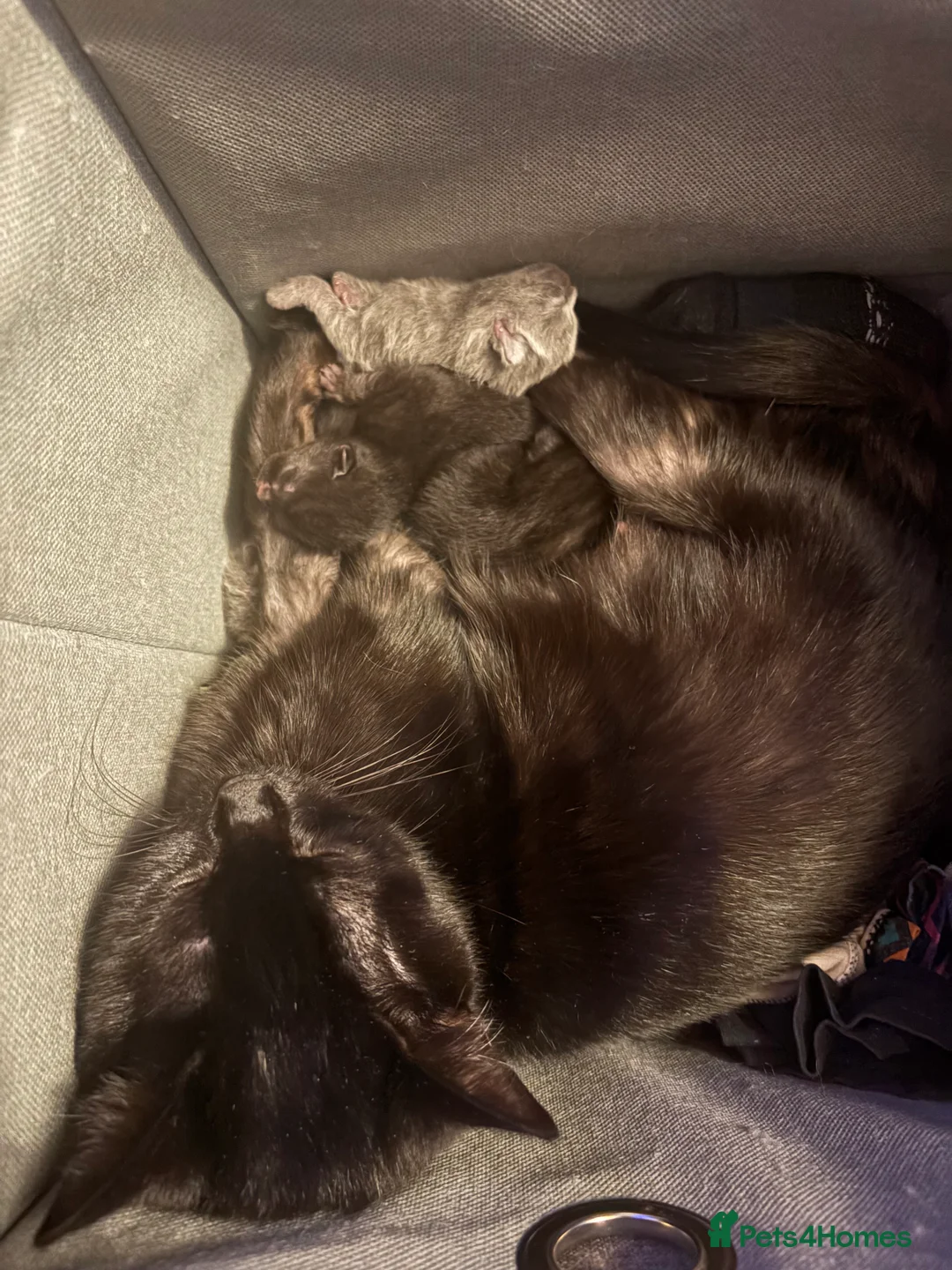 Mixed Breed cats for sale: Playful female Kittens - Advert 2