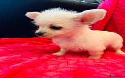 Chipoo dogs for sale: Tiny Chihuahua / Asian toy poodle  - Image 3