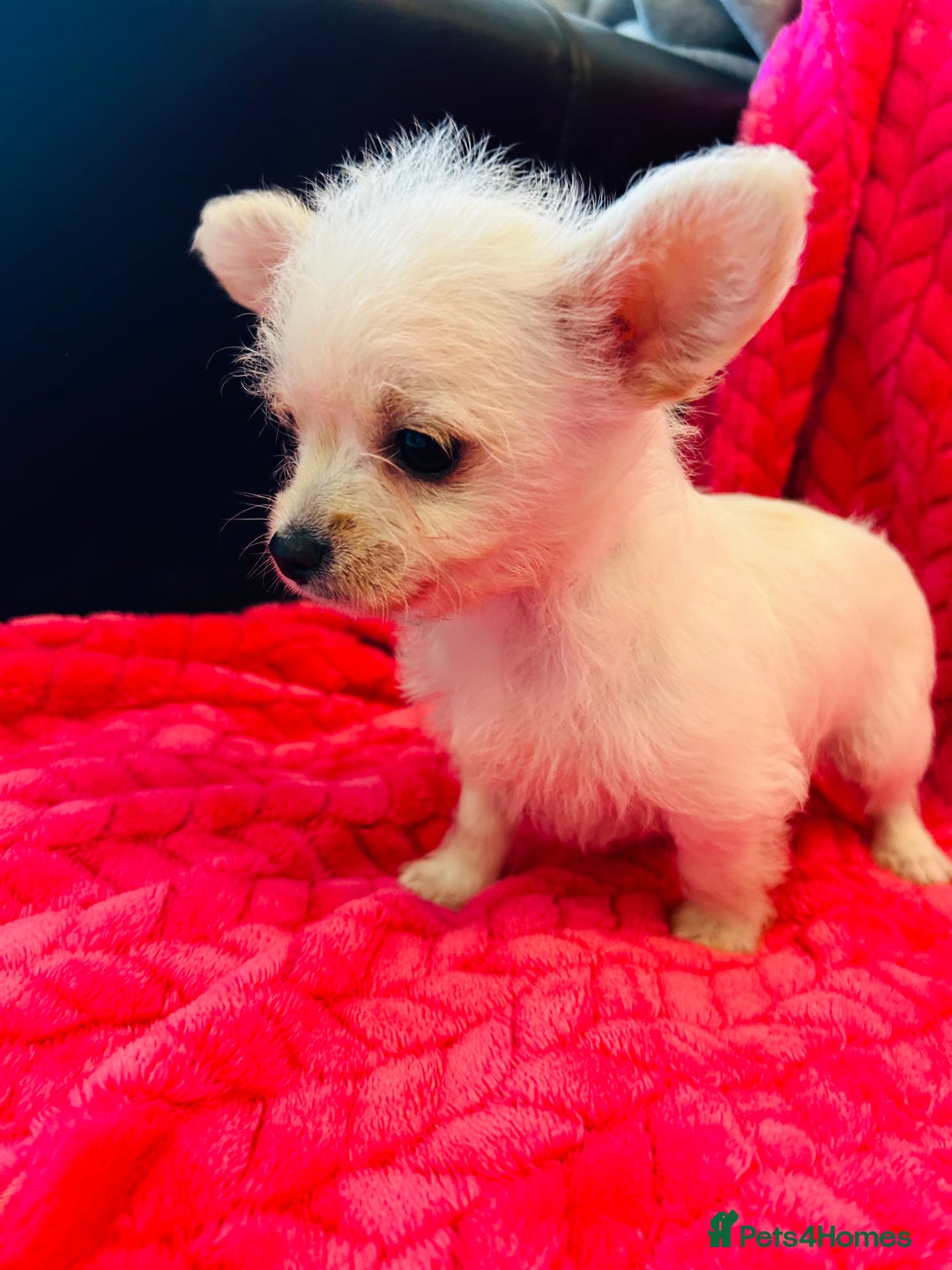 Chipoo dogs for sale: Tiny Chihuahua / Asian toy poodle  - Image 3