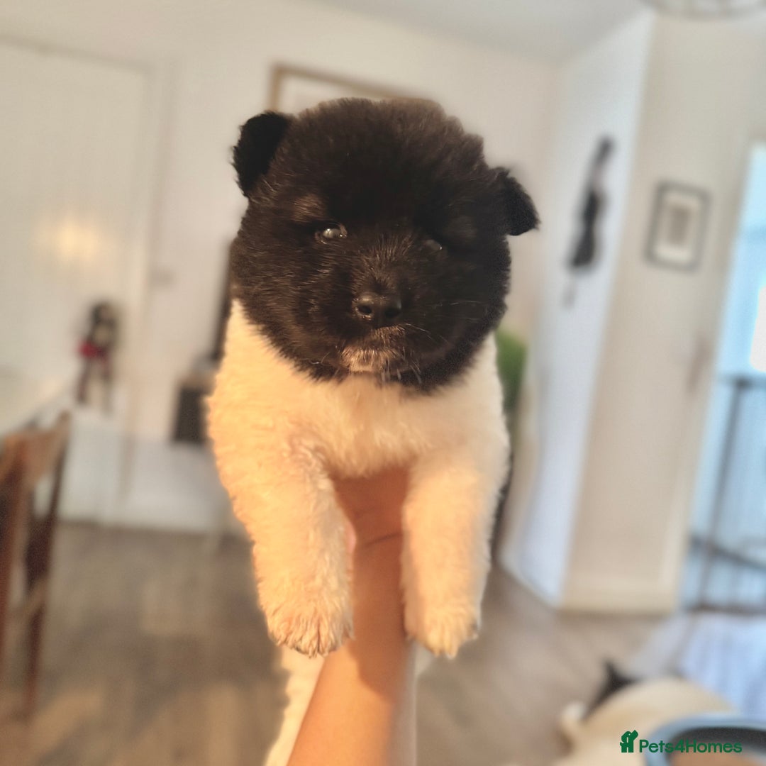 Akita dogs for sale: Quality Family Raised American Akita Puppies - Image 39