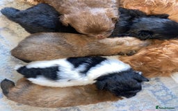 Pomapoo dogs for sale: ASIAN LINES RARE TOY POMAPOO - Image 12