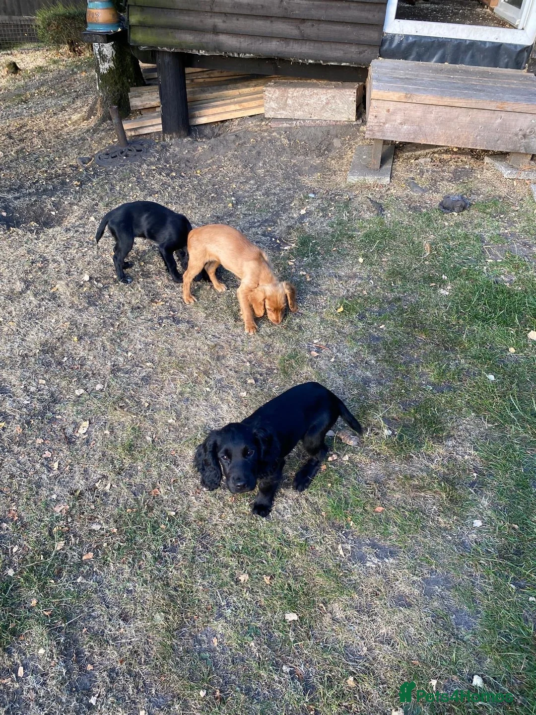Cocker Spaniel dogs for sale: 3 cockers spaniels bitches - Advert 3