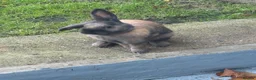 Mixed Breed rabbits for sale: Coco looking for a loving home in Southampton - Advert 2