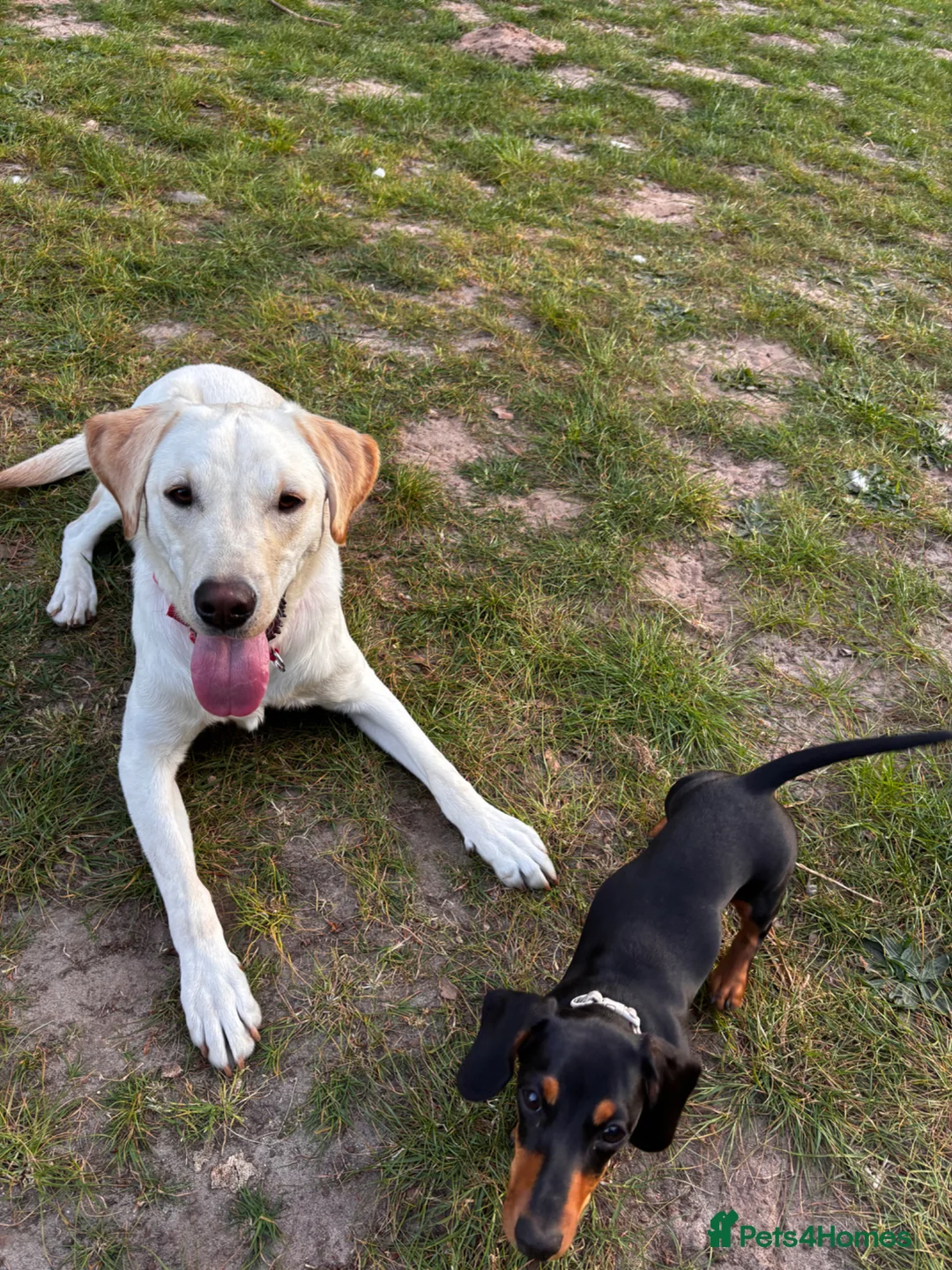 Labrador Retriever dogs for sale: Arlo Lab - Advert 2