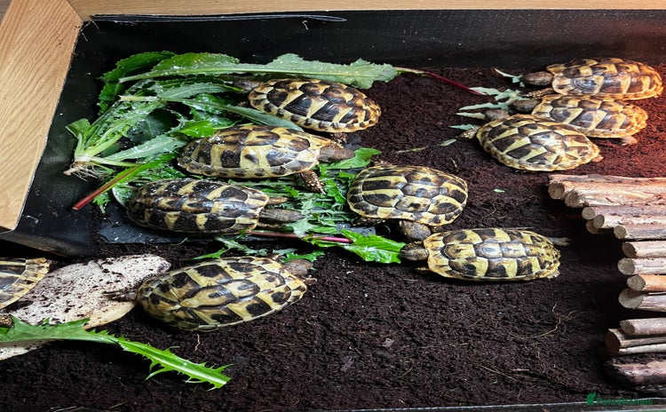 Hermann Tortoise reptiles - Advert 1