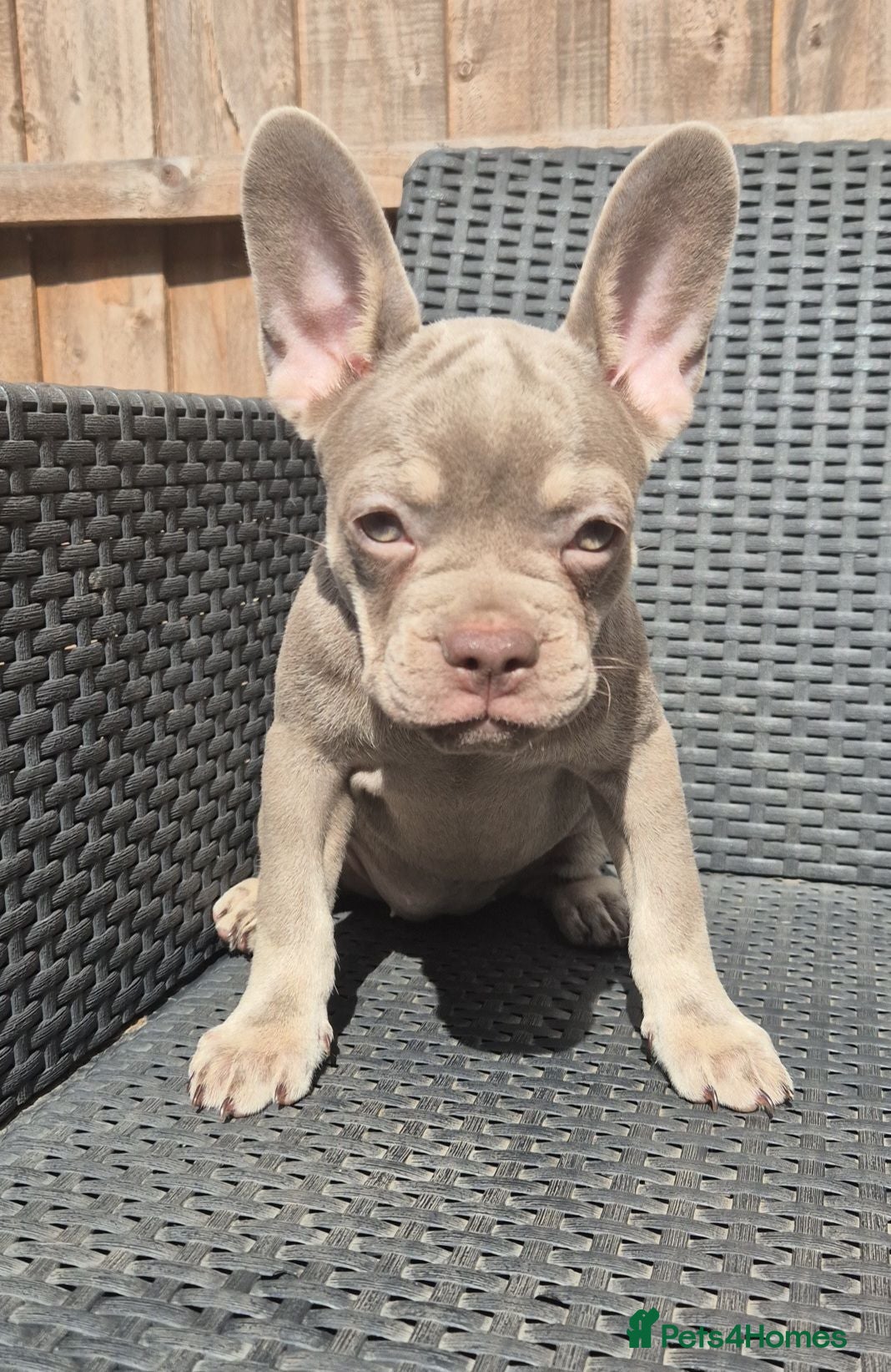 French Bulldog dogs PRICE DROP - Health Tested & Ready To Leave  - Advert 2