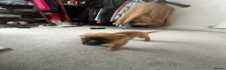 Pomeranian dogs for sale: Pomeranian puppies. - Advert 9