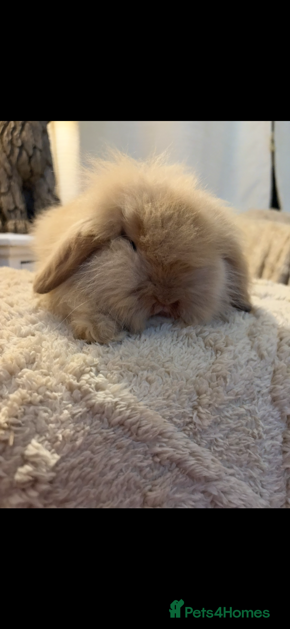 Mini Lion Lop rabbits for sale: Fluffy double mane mini lion lop bunny rabbits - Advert 12