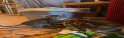 Mixed Breed cats for sale: F5 Savanna x Oriental Kittens - Advert 6