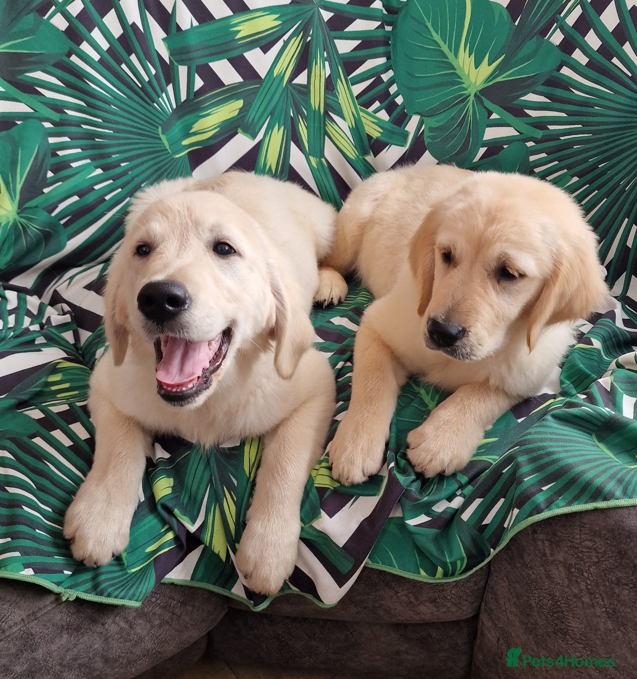 Golden Retriever dogs 🐾Adorable KC Puppies Looking for a lovely Home🐾 - Advert 8