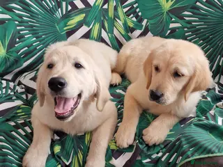 Golden Retriever dogs 🐾Adorable KC Puppies Looking for a lovely Home🐾 - Advert 8