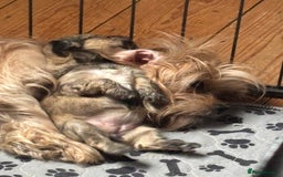 Mixed Breed dogs for sale: Fluffy Lhasa X Puppies – Family Raised! - Image 14