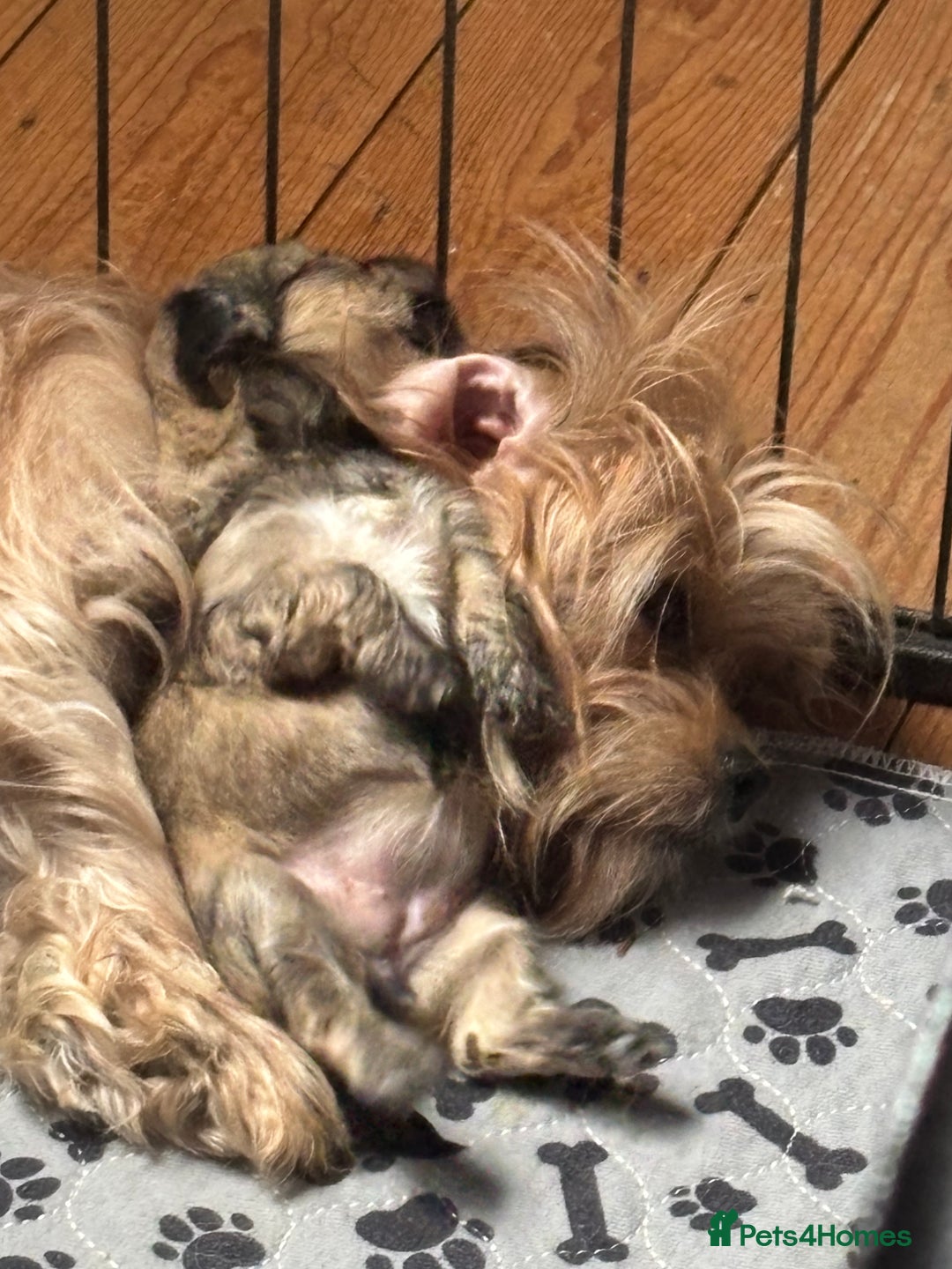 Mixed Breed dogs for sale: Fluffy Lhasa X Puppies – Family Raised! - Image 14