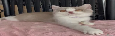 British Shorthair 1 Luna