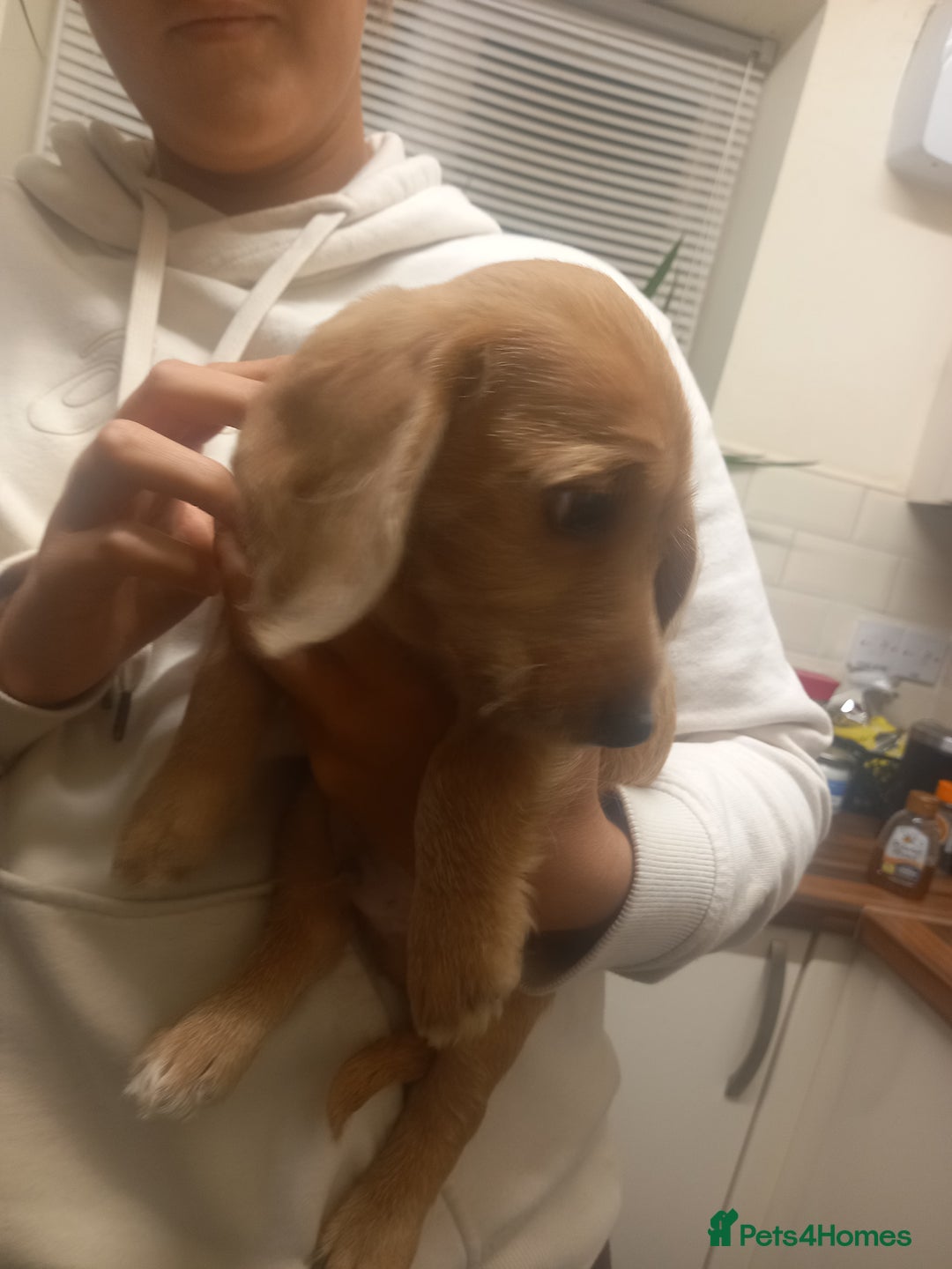 Doxiepoo dogs for sale: Doxipoo  - Advert 18