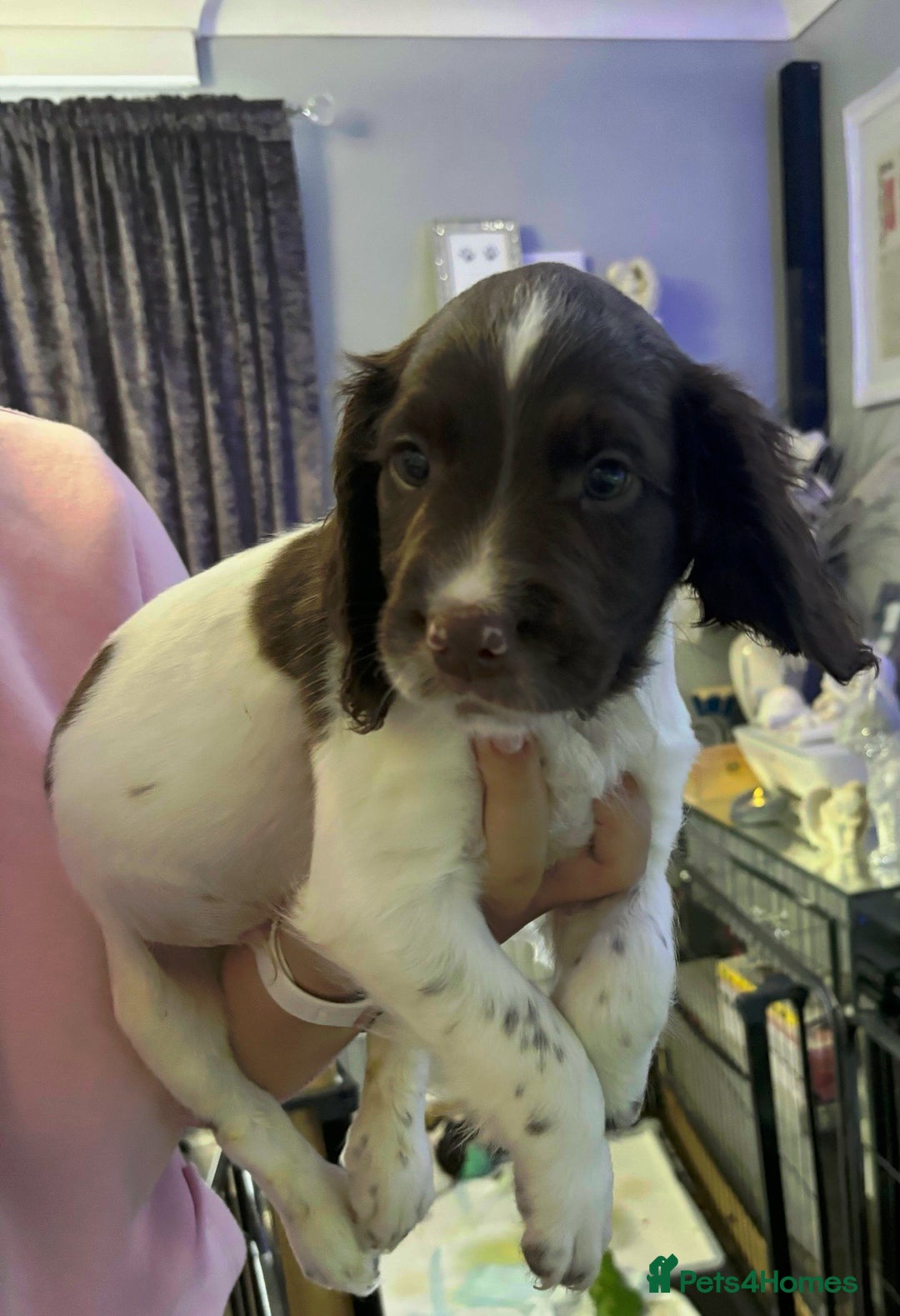 English Springer Spaniel dogs for sale: English springer spaniels puppy’s  - Image 2