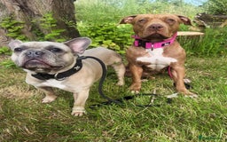 American Bull Staffy dogs for sale: Loving female for adoption  - Advert 18