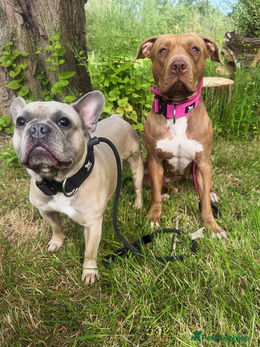 American Bull Staffy dogs for sale: Loving female for adoption  - Advert 18