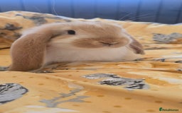 French Lop rabbits for sale: Beautiful French Lop bunnies - Image 6