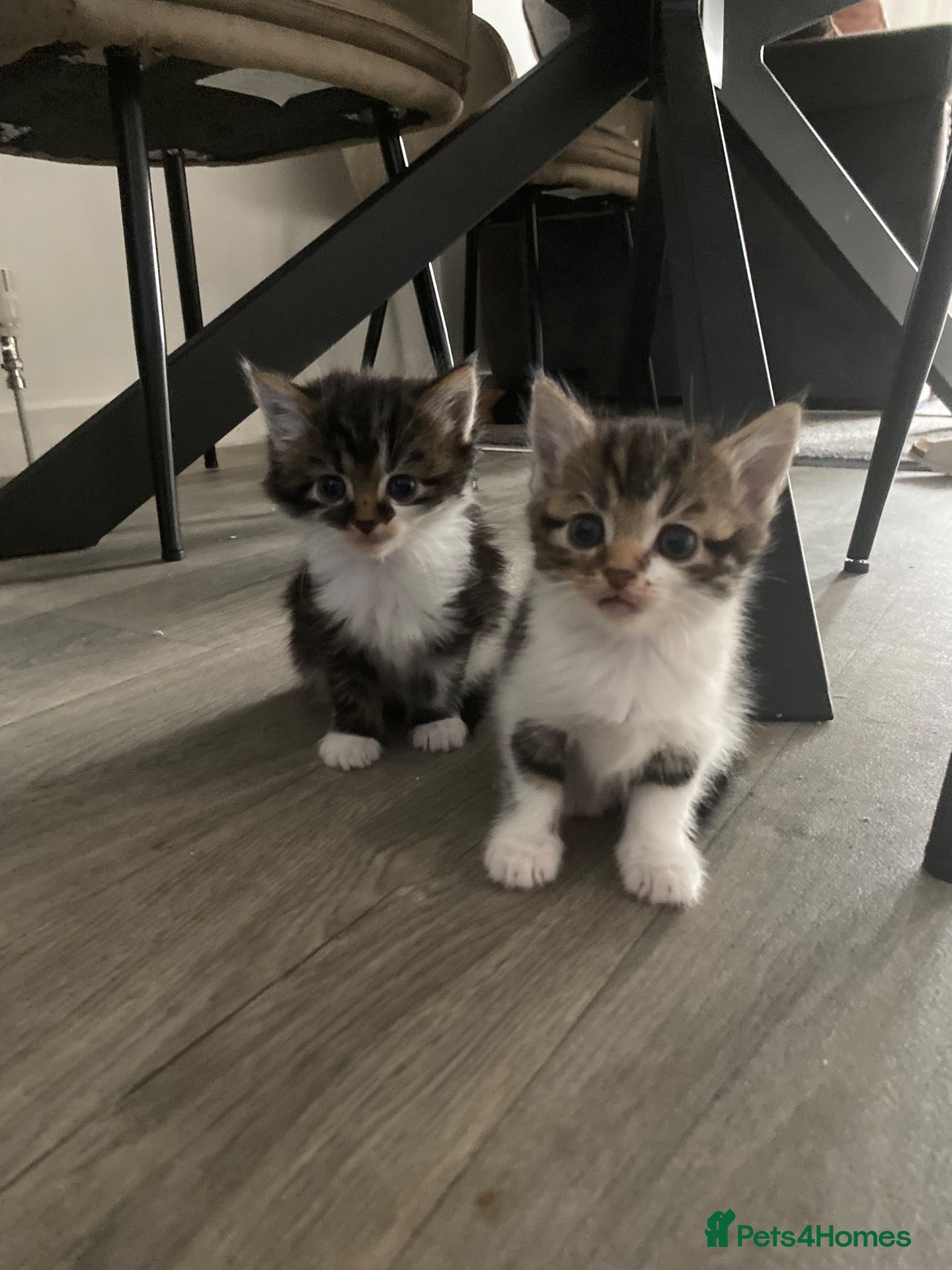 British Longhair cats Gorgeous fluffy kittens - Advert 3