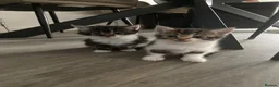 British Longhair cats for sale: Gorgeous fluffy kittens - Advert 12