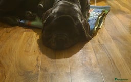 Neapolitan Mastiff dogs for sale: Neopolitan mastiff  2 years old.  - Image 8