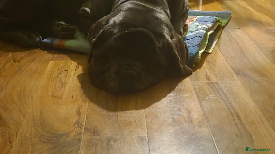 Neapolitan Mastiff dogs for sale: Neopolitan mastiff  2 years old.  - Image 8