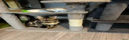 Bengal cats for sale: Pedigree Bengal Kittens  - Advert 2