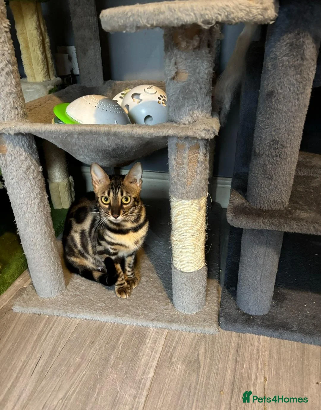 Bengal cats for sale: Pedigree Bengal Kittens  - Advert 2