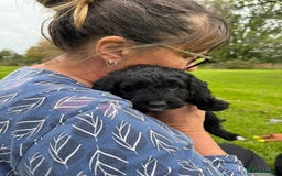 Bordoodle dogs for sale: Quality Miniature Bordoodles  - Image 14