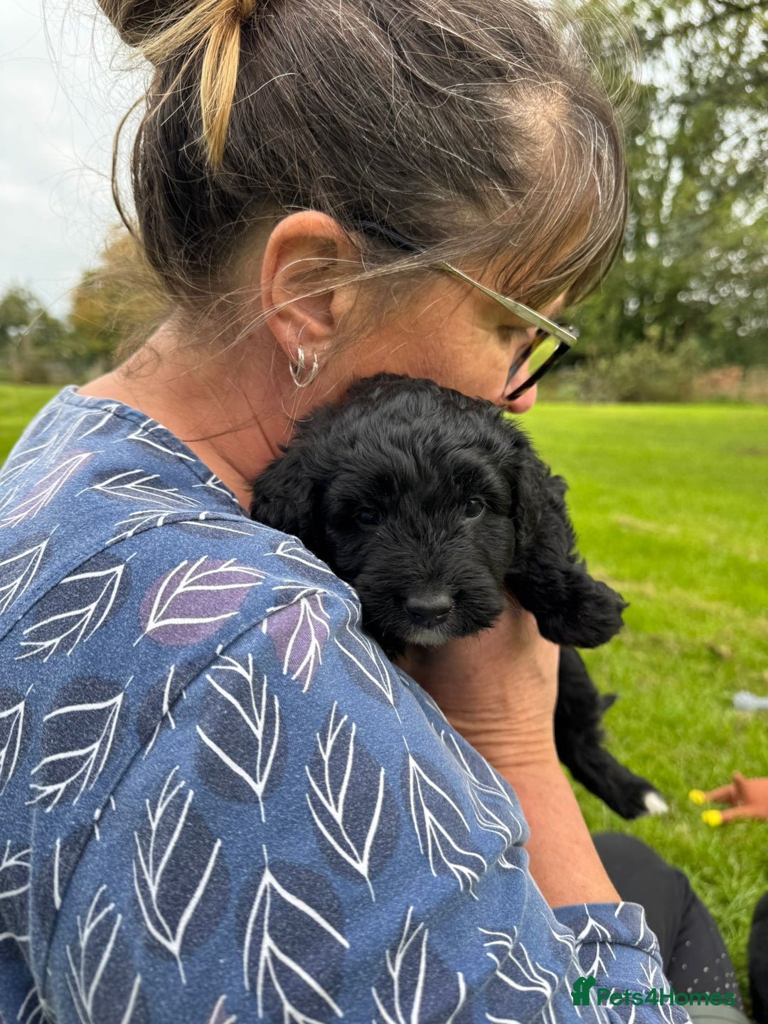 Bordoodle dogs for sale: Quality Miniature Bordoodles  - Image 14