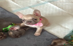 French Bulldog dogs for sale: Last 3 pups available !!Kc French bulldog puppy’s  - Image 23