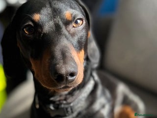 Dachshund dogs in Heywood - Advert 20