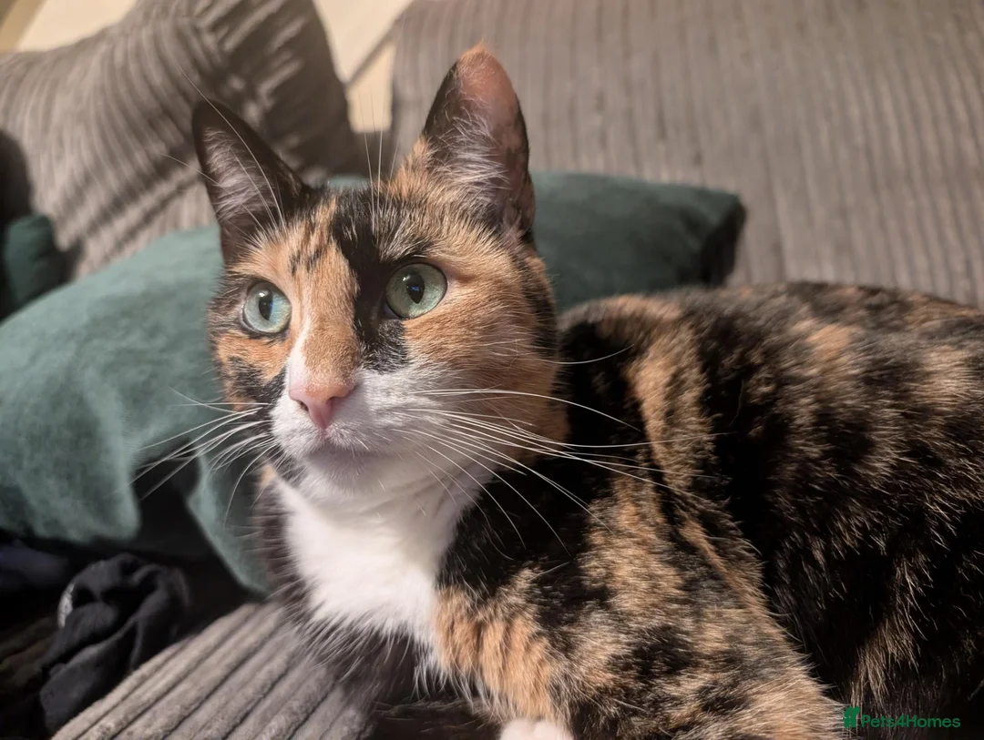 Mixed Breed cats for sale: Jaffa in Bootle - Advert 2