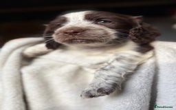 Sprocker dogs for sale: unbelievably marked sprockers 😍 - Image 21