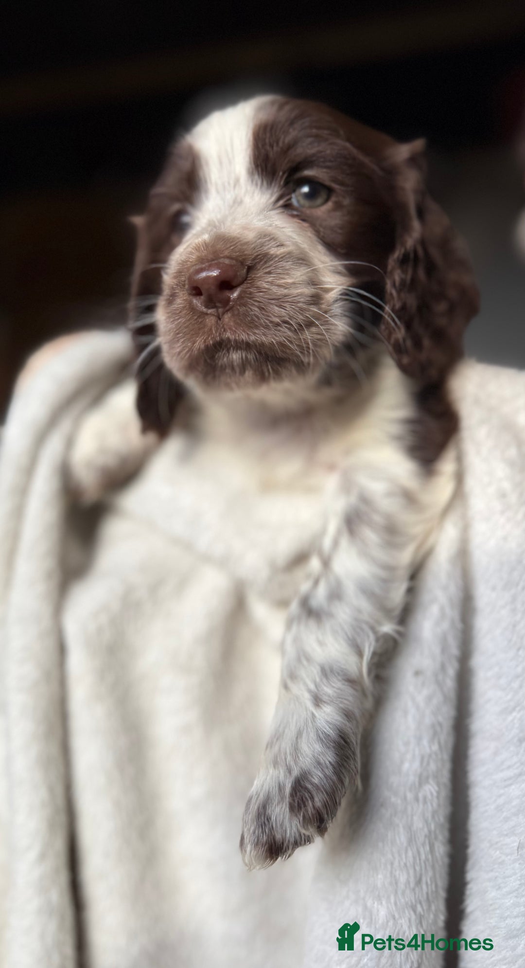 Sprocker dogs for sale: unbelievably marked sprockers 😍 - Image 21