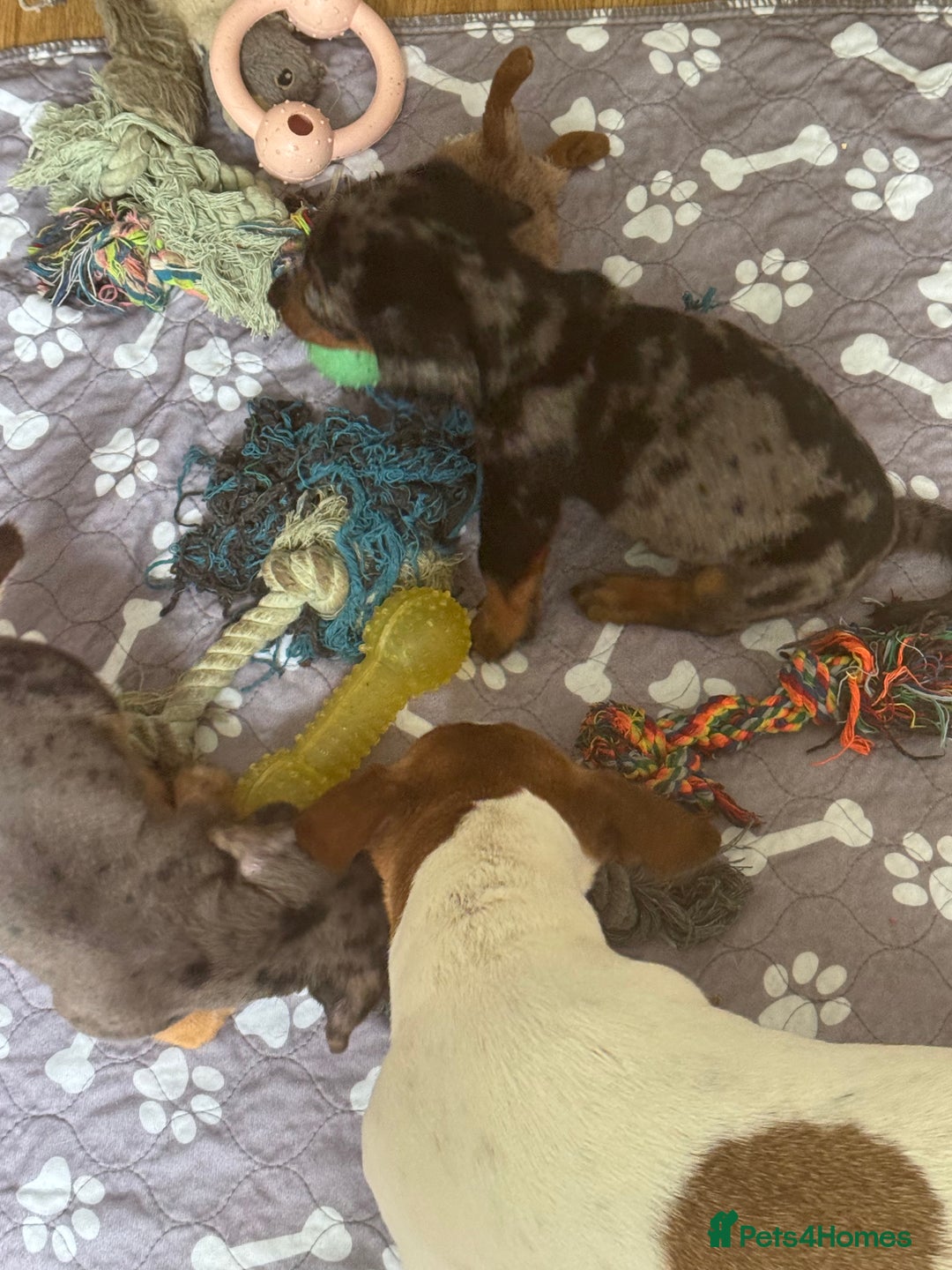 Mixed Breed dogs for sale: 4 Jack Russell cross Dachshund puppies - Image 21