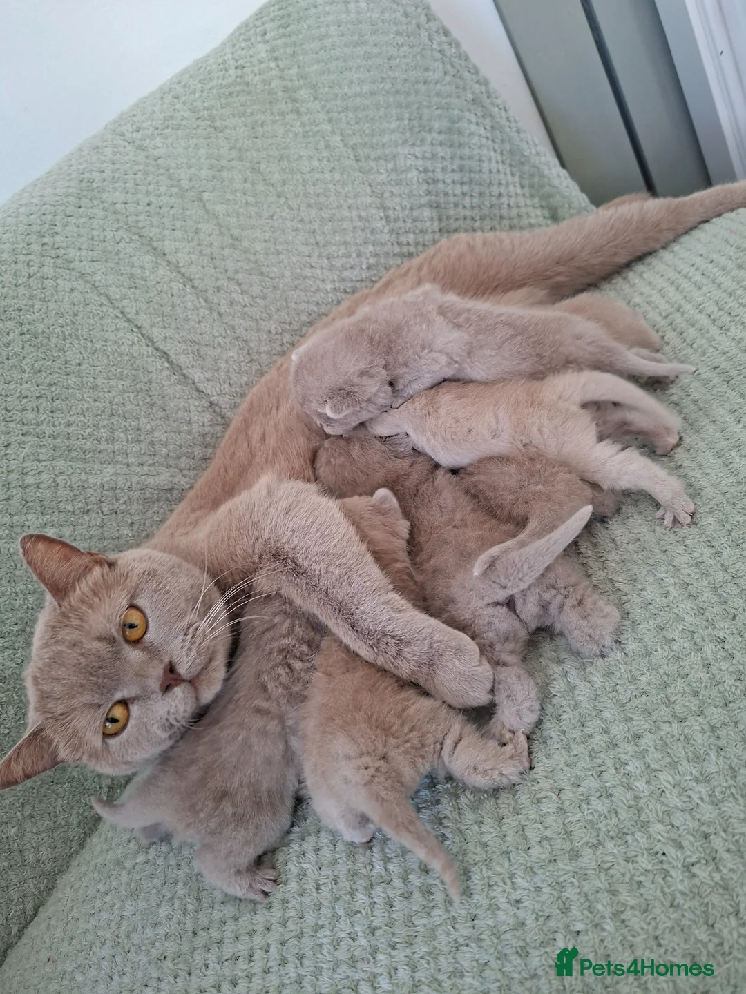 British Shorthair cats for sale: 7 beautiful lilac british shorthair kittens  - Advert 2