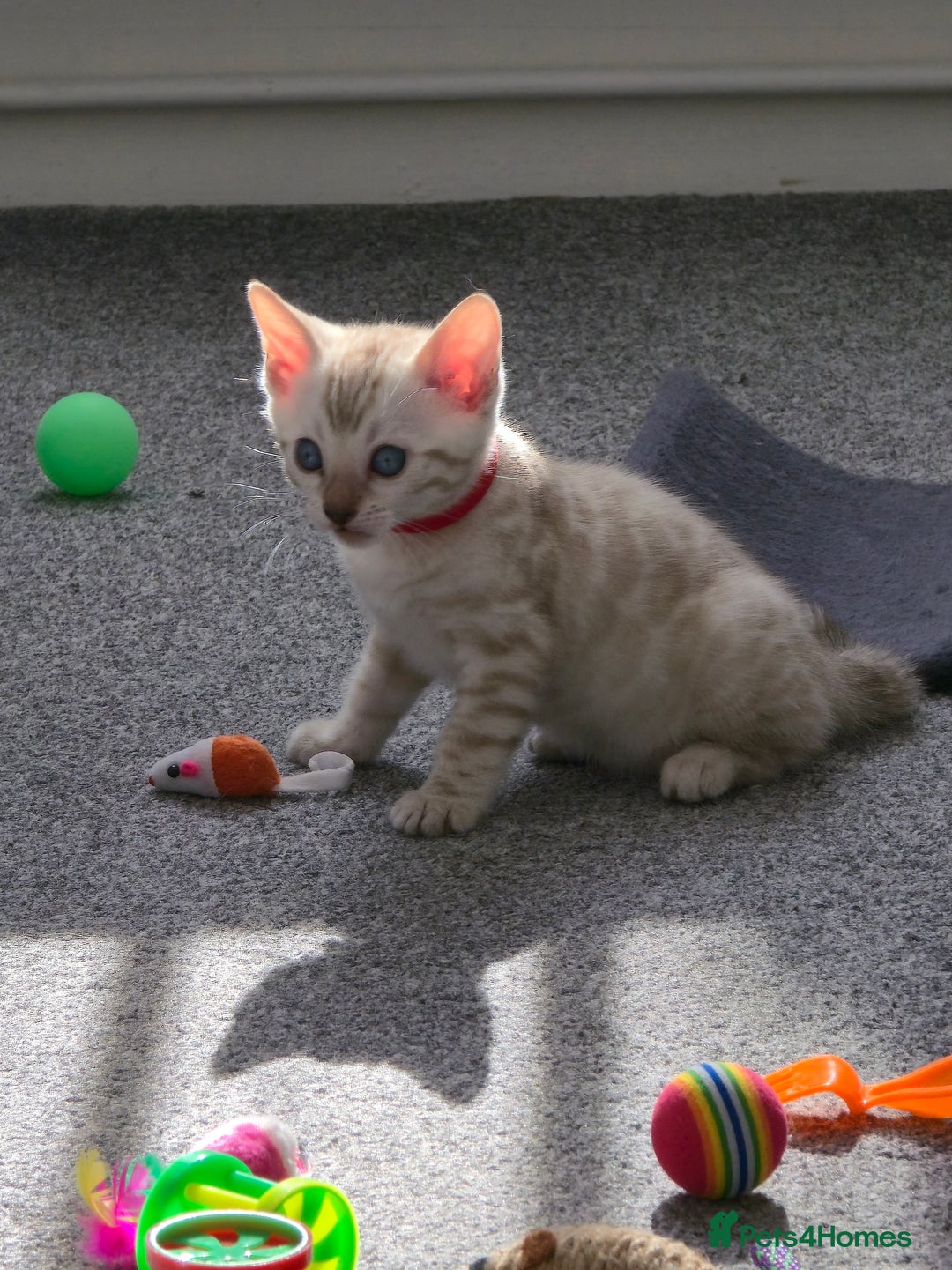 Bengal cats for sale: SNOW BENGAL BLUE EYES TICA PET/ACTIVE - Image 17