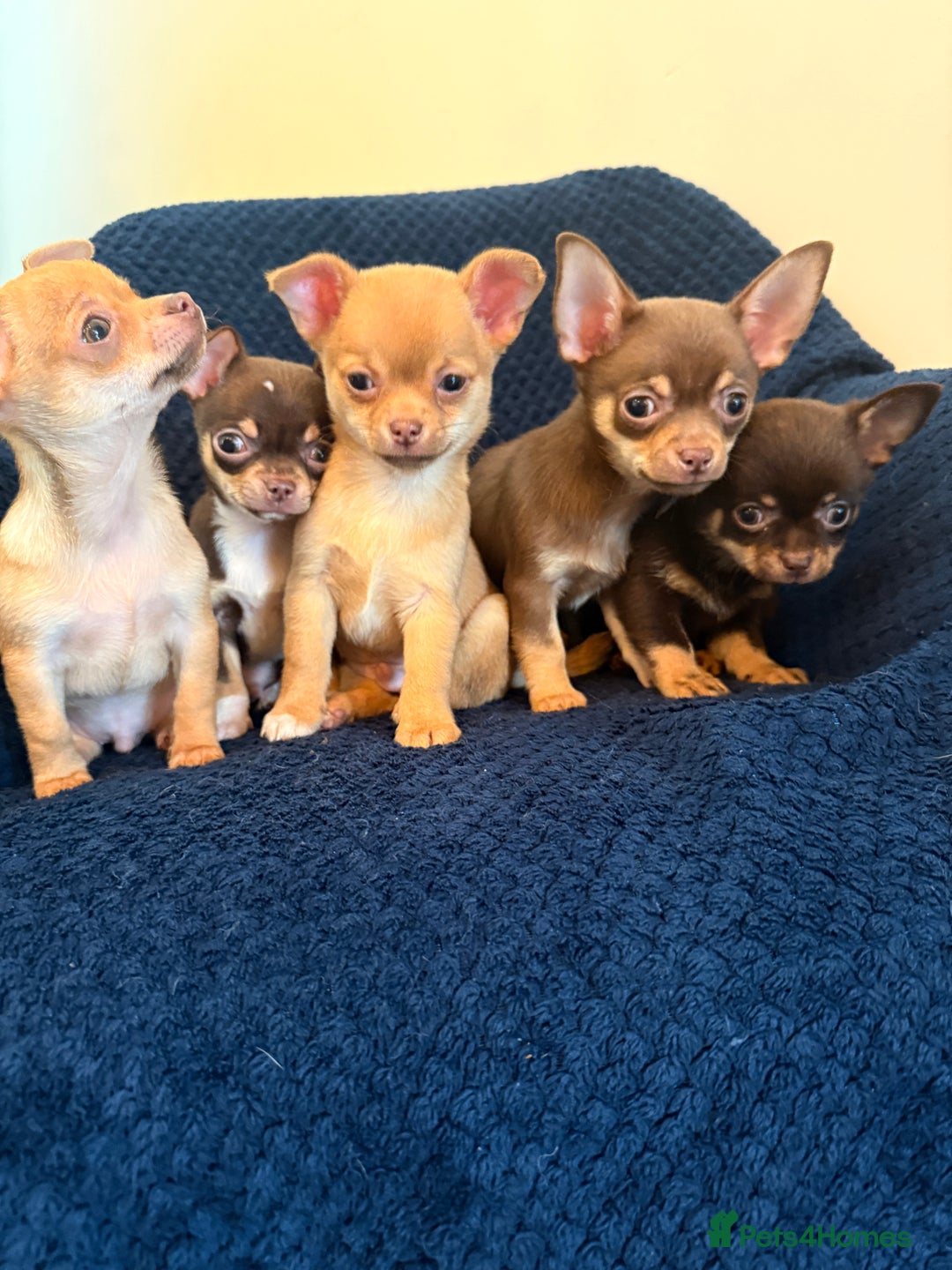 Chihuahua dogs for sale: Small Chihuahua puppies available today - Advert 11