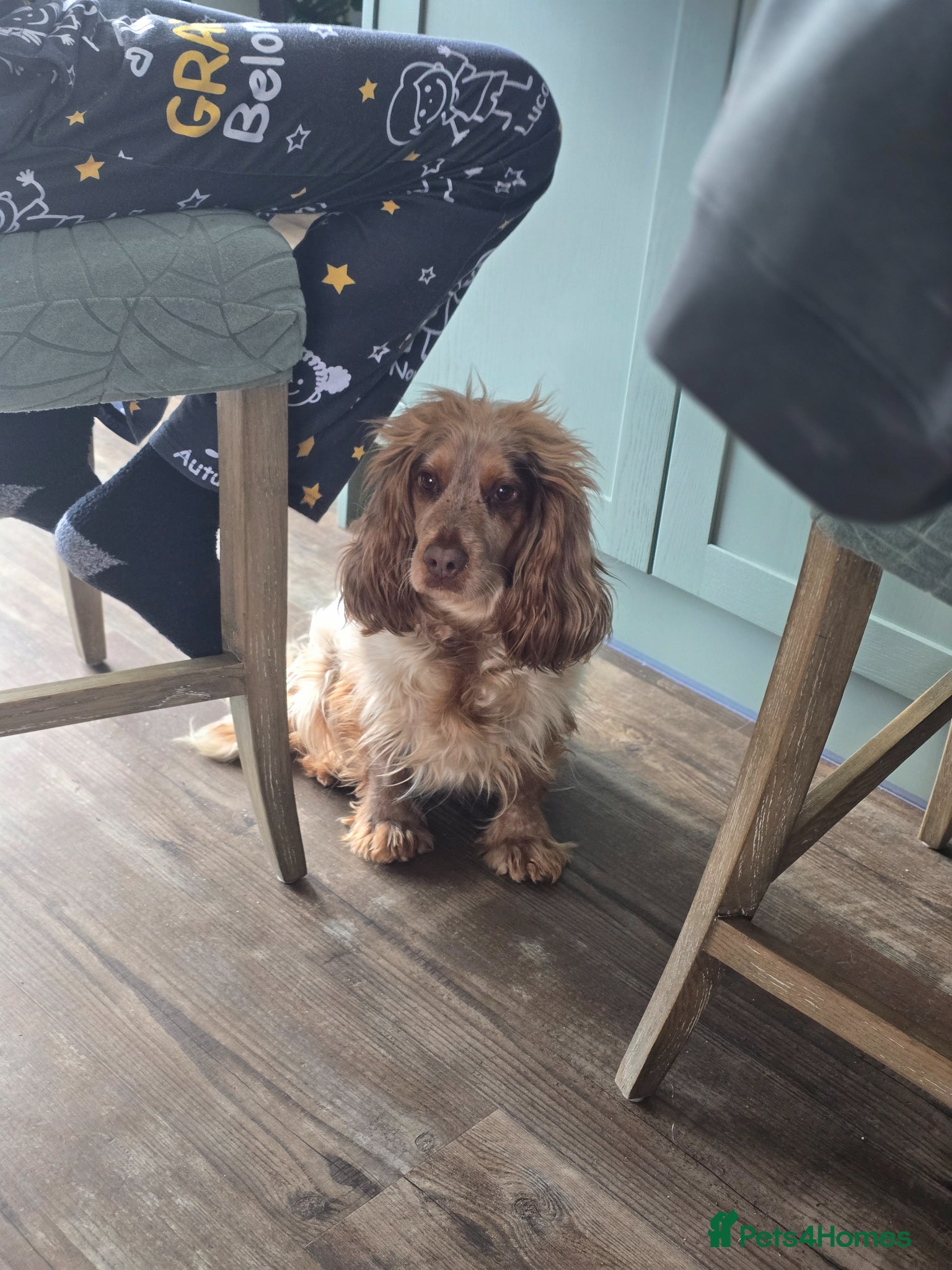 Cocker Spaniel dogs Beautiful show spaniel poppy for rehome  - Advert 1