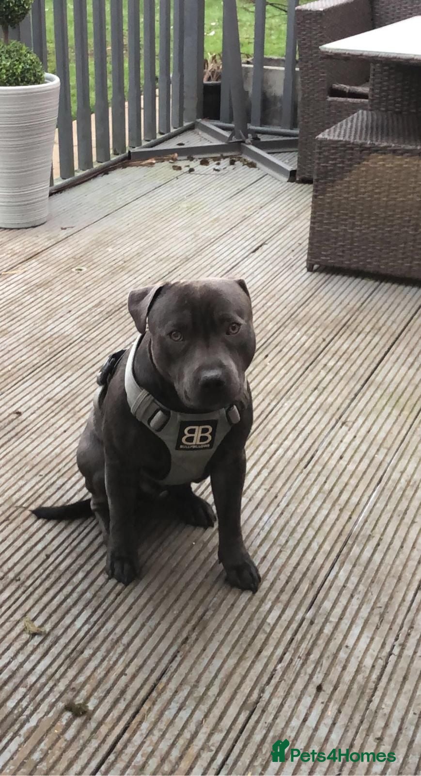 Staffordshire Bull Terrier dogs Blue Staffy Puppies - Advert 2