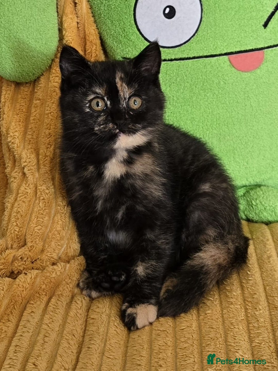 British Shorthair cats for sale: 2 Gorgeous BSH kittens - Image 10