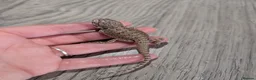 Bearded Dragon reptiles for sale: Baby bearded dragons  - Advert 10
