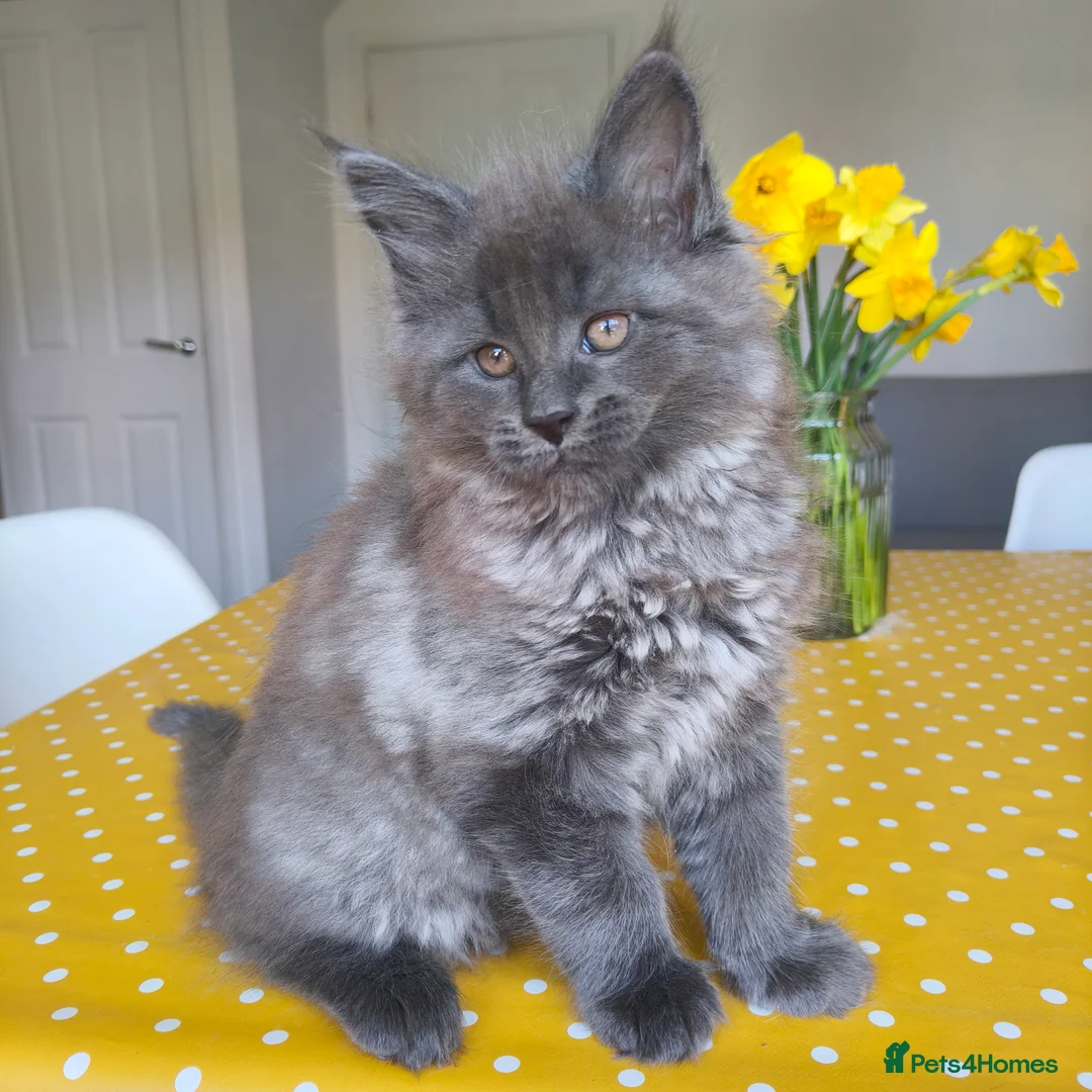Maine Coon cats for sale: 🐾 Stunning Maine Coon Kittens – 3 Males 🐾 - Advert 1