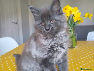 Maine Coon cats 🐾 Stunning Maine Coon Kittens – 3 Males 🐾 - Advert 17